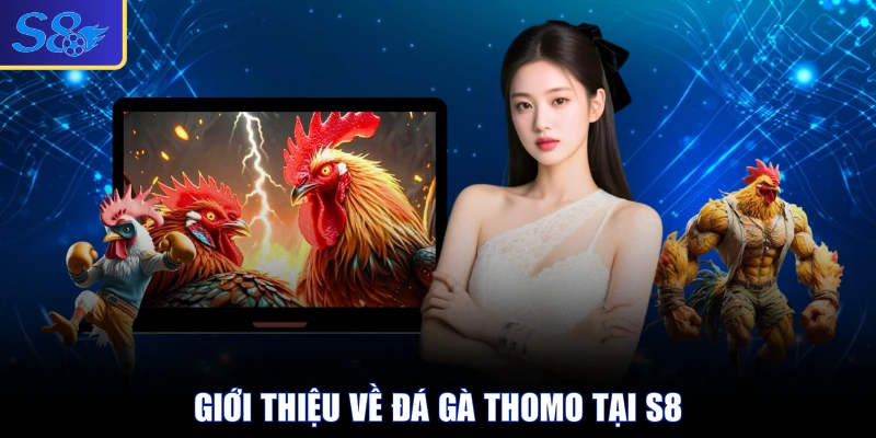 Giới thiệu về đá gà Thomo tại S8